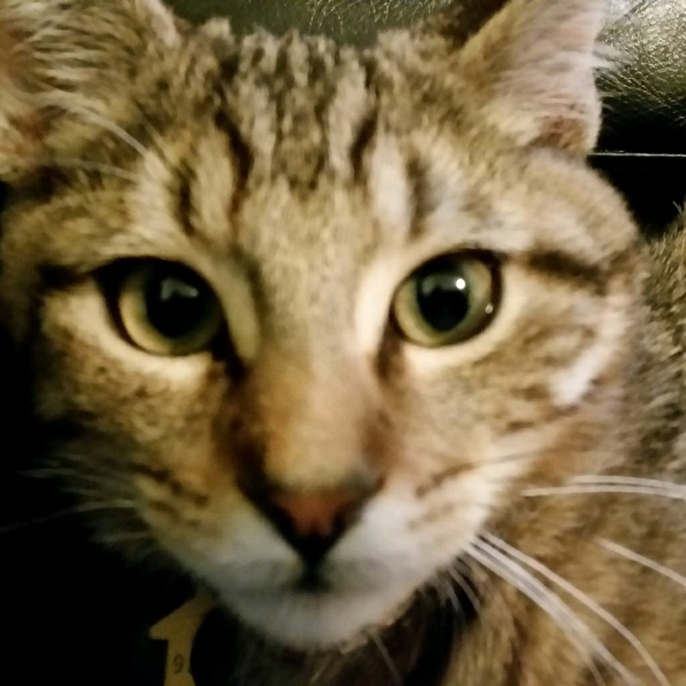 Meet your Posher, Sara